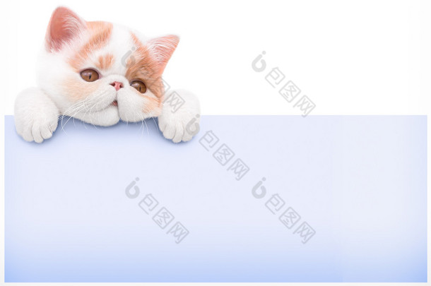 纸板和一只小猫 