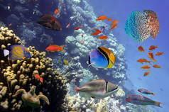 珊瑚礁和热带鱼在红海埃及