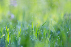 在早晨阳光下发光的草上的露珠水滴创造迷人的图片