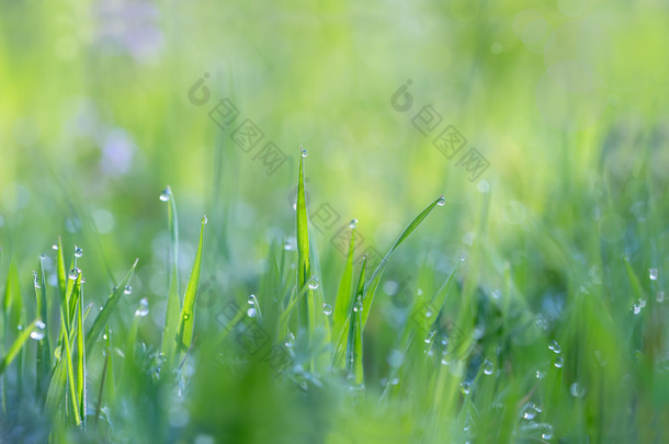 在早晨阳光下发光的草上的露珠水滴创造迷人的图片