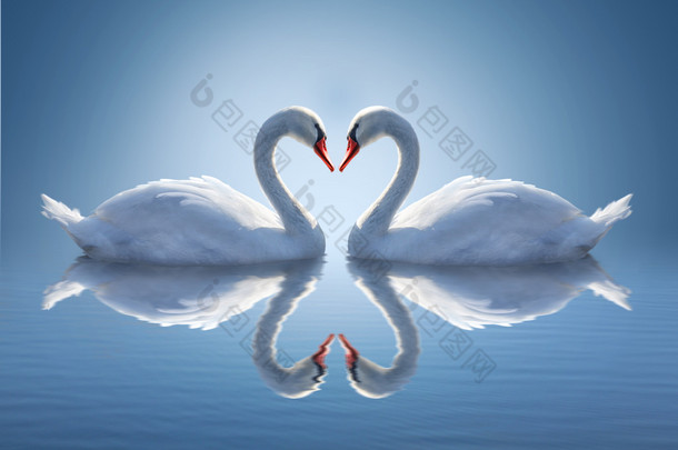 浪漫两只天鹅，爱的象征.
