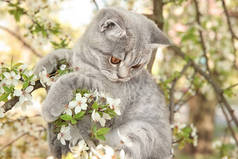 可爱的猫咪在开花的树 
