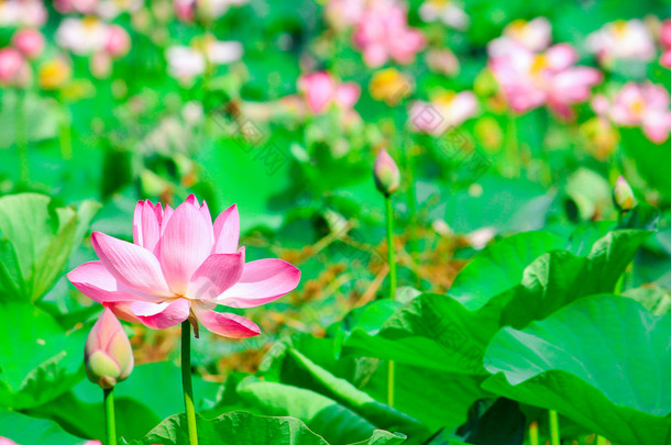 <strong>美丽</strong>的荷花或睡莲鲜花自然背景