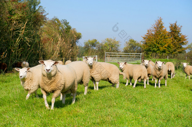 牛羊在草地