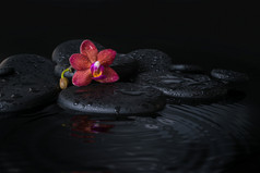 美的水疗中心概念的深紫色兰花 (蝴蝶)