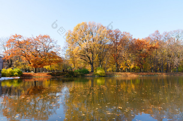 水の上の木秋の公園