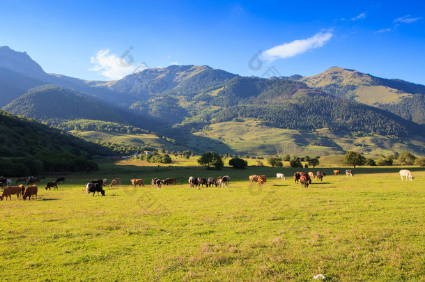 山草地的放牧的奶牛