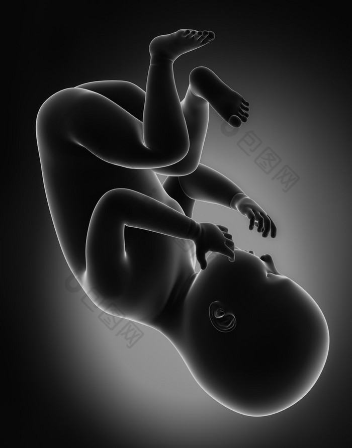 胎儿的概念