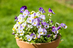 紫色和白色的花朵在春天
