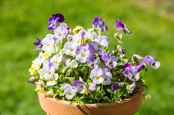 紫色和白色的花朵在春天