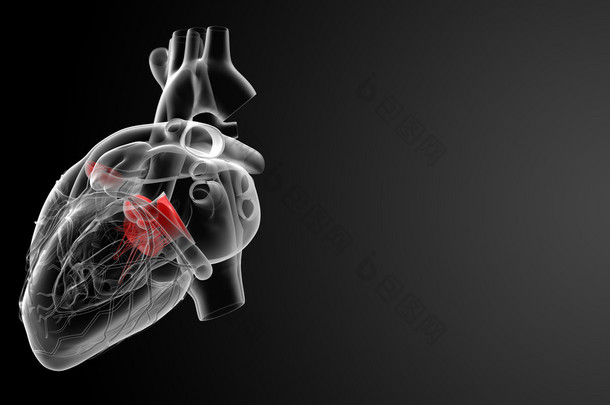 3d 渲染心脏瓣膜-后视图