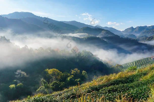 茶园美丽景观在 Doi 在安康，清迈<strong>泰国</strong>著名的旅游胜地