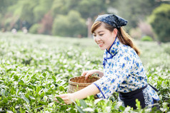 亚洲种植园采茶的漂亮女孩