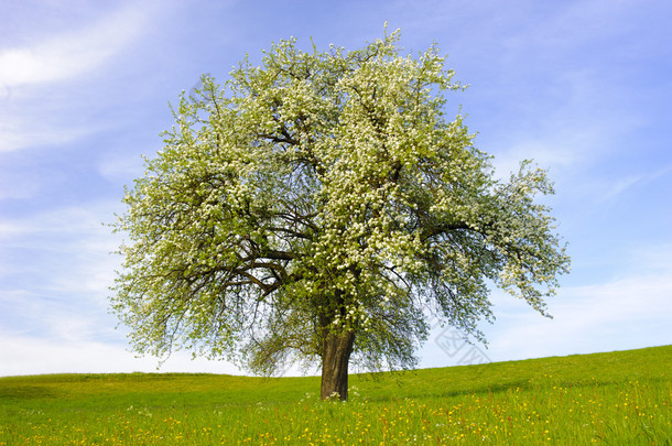 单个的大苹果树在春天