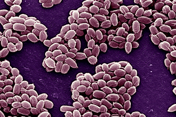芽孢杆菌炭疽细菌