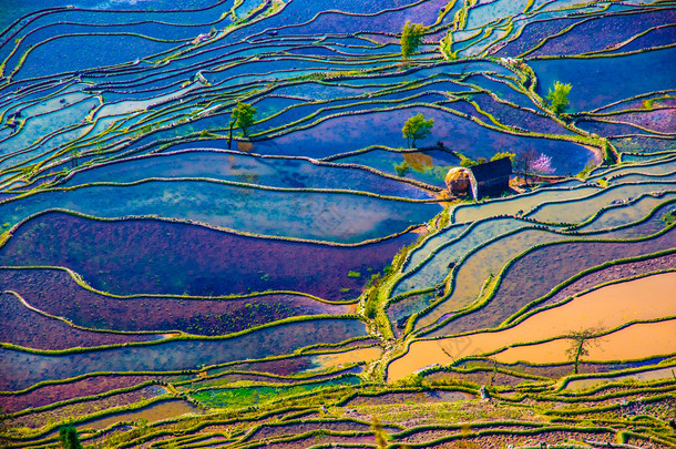 中国南方水的稻田