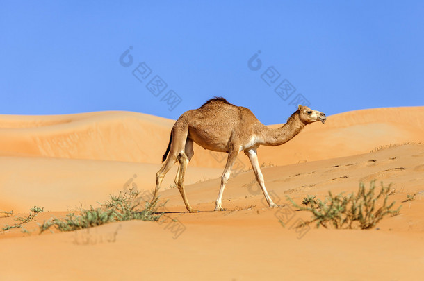 中东地区骆驼在沙漠中行走