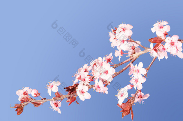 樱花粉红日本樱花分支