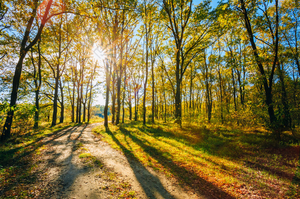 阳光灿烂的日子在秋天的阳光森林树木，<strong>绿草</strong>。自然木