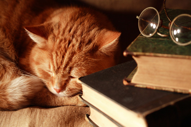 猫和<strong>书籍</strong>