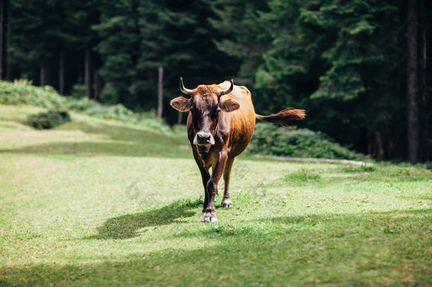 褐色的母牛在草地上