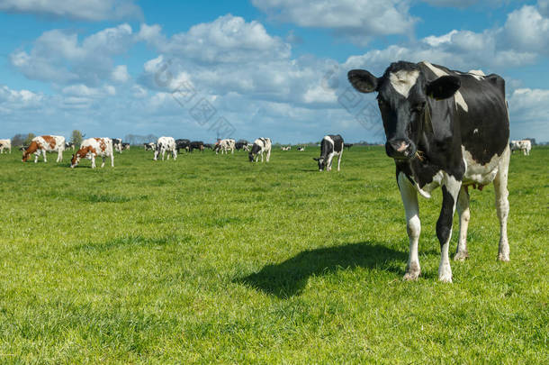 在一块草地上的荷兰<strong>奶牛</strong>