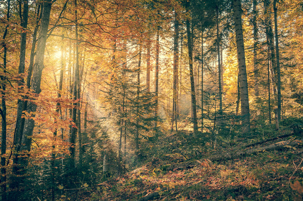 野老森林，秋天的季节，复古的早晨