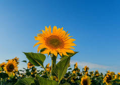 在蓝天上的田野里, 盛开的向日葵比其他花朵高