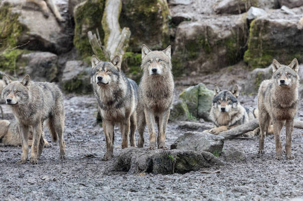 雨中森林里的灰狼家庭