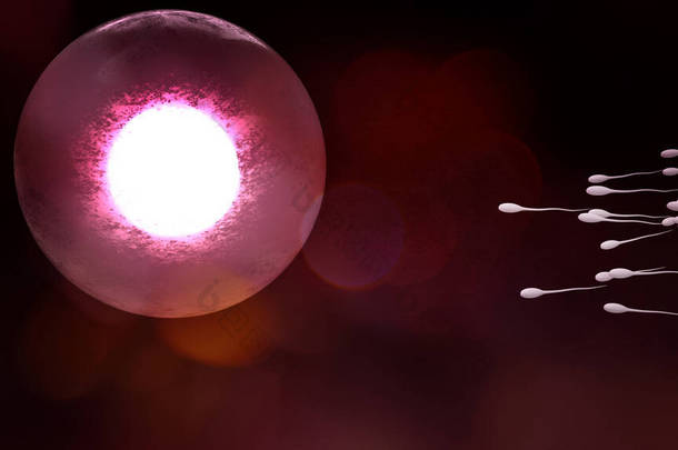 Sperm和ovary用于sci内容3D渲染.