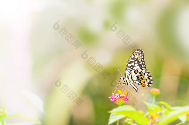 美丽的蝴蝶在户外白天