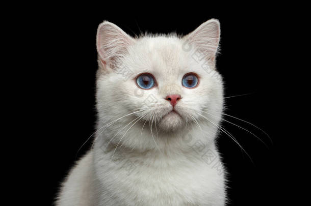特写毛茸茸的英国品种猫白色，迷人的蓝眼睛与孤立的黑色背景