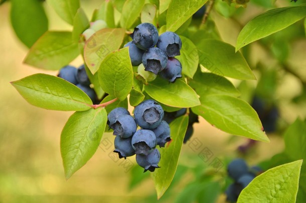 蓝莓植物