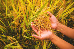 关闭黄绿稻田。 手轻轻地触摸稻田里的稻谷。 稻穗、农业