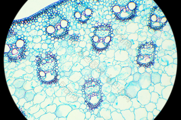 在显微镜下 (玉米干<strong>麦片</strong>截面的茎 