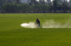 农民在稻田中喷洒杀虫剂
