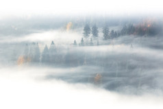 金秋时节，野生森林在日出雾和云