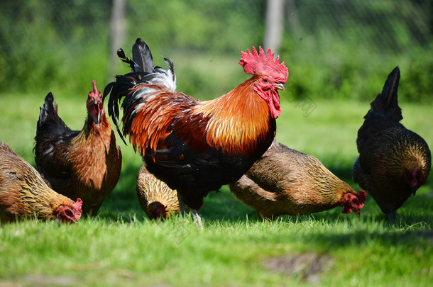 传统自由放养<strong>家禽</strong>农场的鸡和鸡