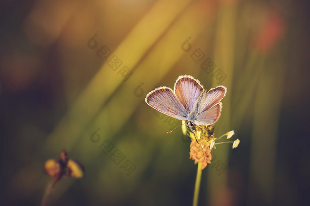 令人惊异的蝴蝶的特写照片