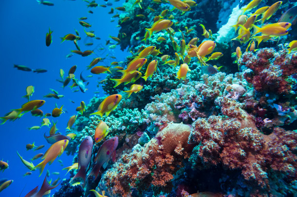 多彩的水下炸礁珊瑚与海绵