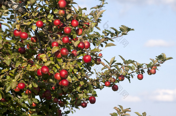 与成熟的果实的苹果树