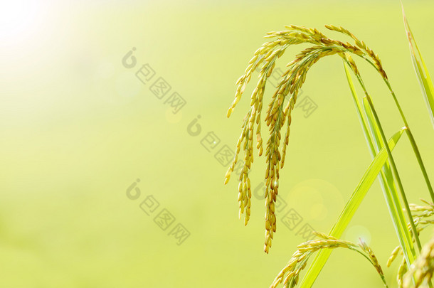 水稻的茎