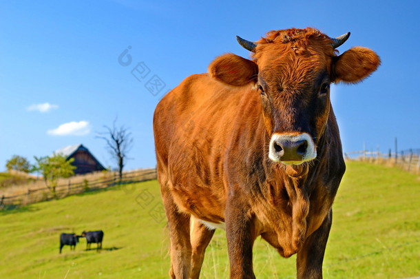 可爱的奶牛在牧场上背景的草甸上阳光灿烂的日子