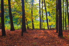 秋天的深处森林树木五颜六色的树叶