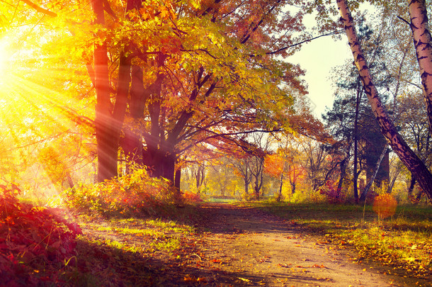 秋天的树木，在太阳的光