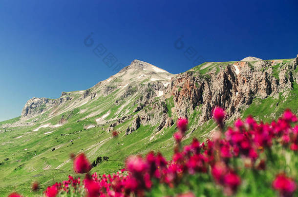 紫色的花朵在山坡上，在山的风景