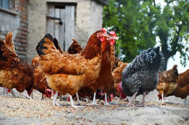 传统<strong>自由</strong>放养家禽农场的鸡