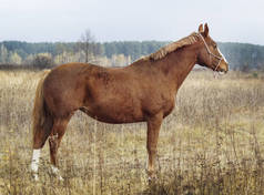 在他头上的白斑与匹棕色的马站在秋天的树林背景