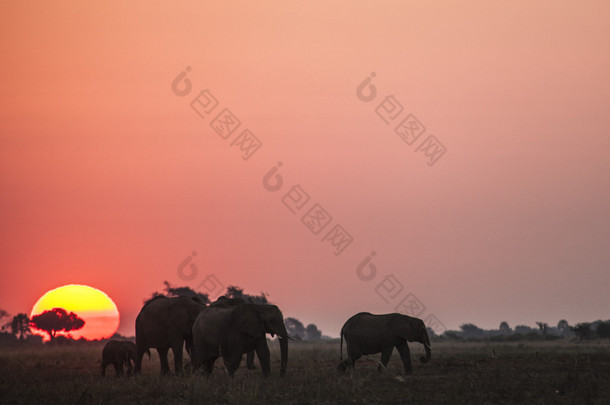 大象在非洲大草原的日落