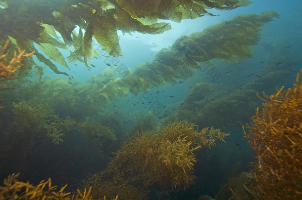 海带海藻水下<strong>卡</strong>塔利娜岛